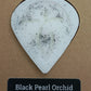 Black Pearl Orchid